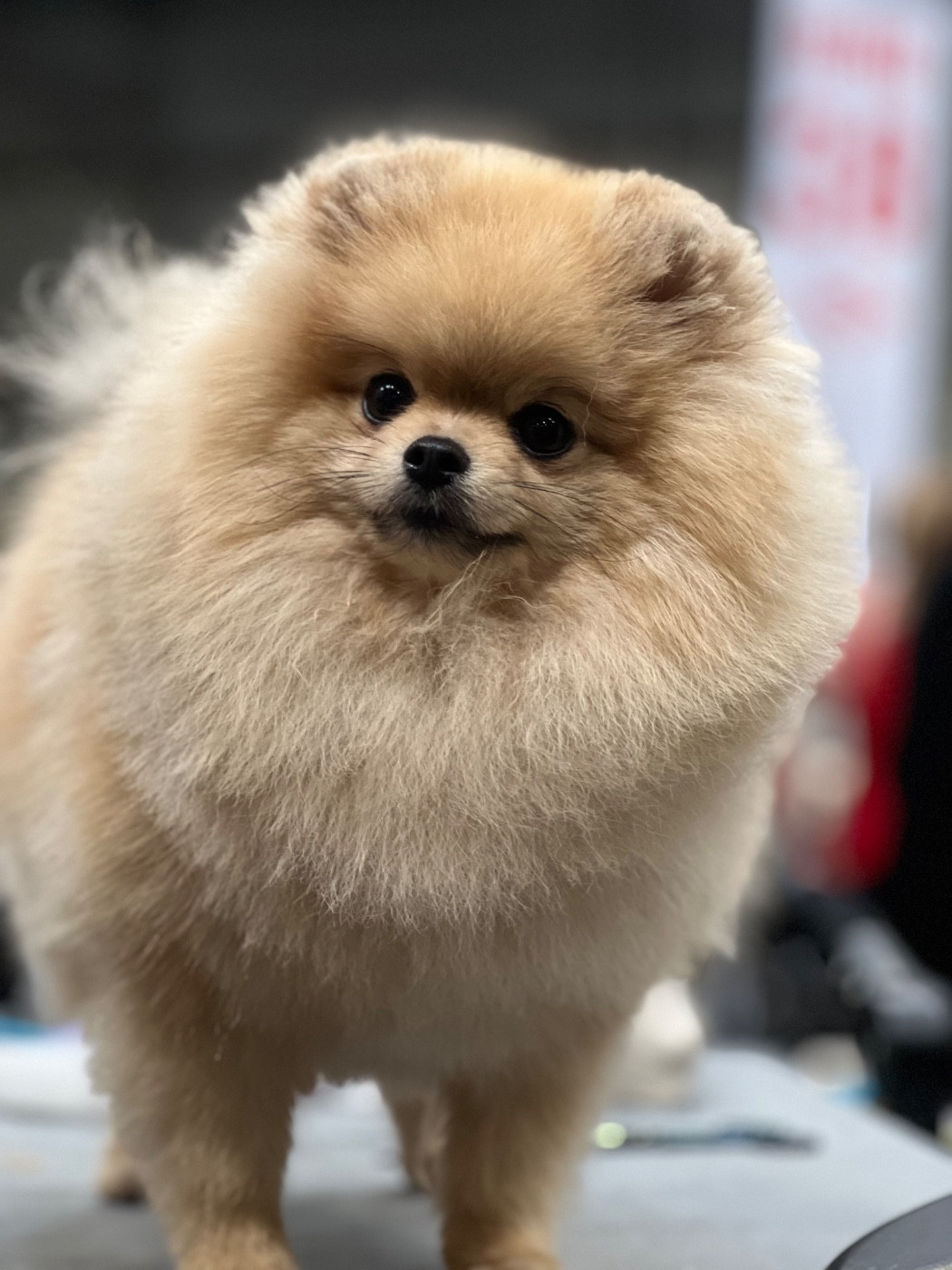 Du clan des Poms dorés Utopia