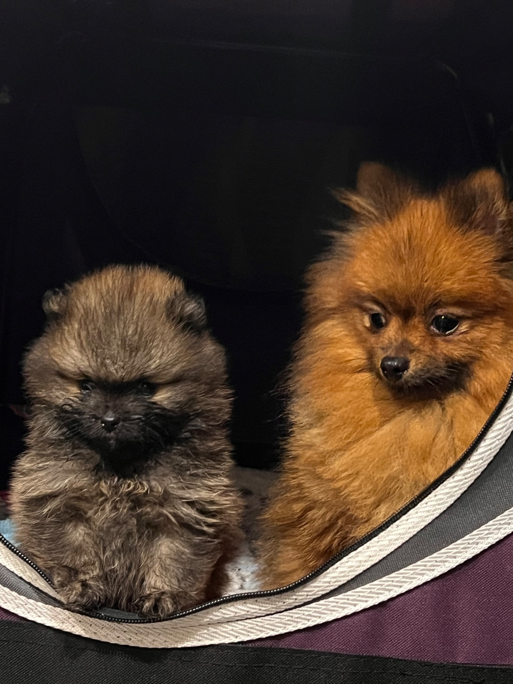 Pom of the gang Lolita