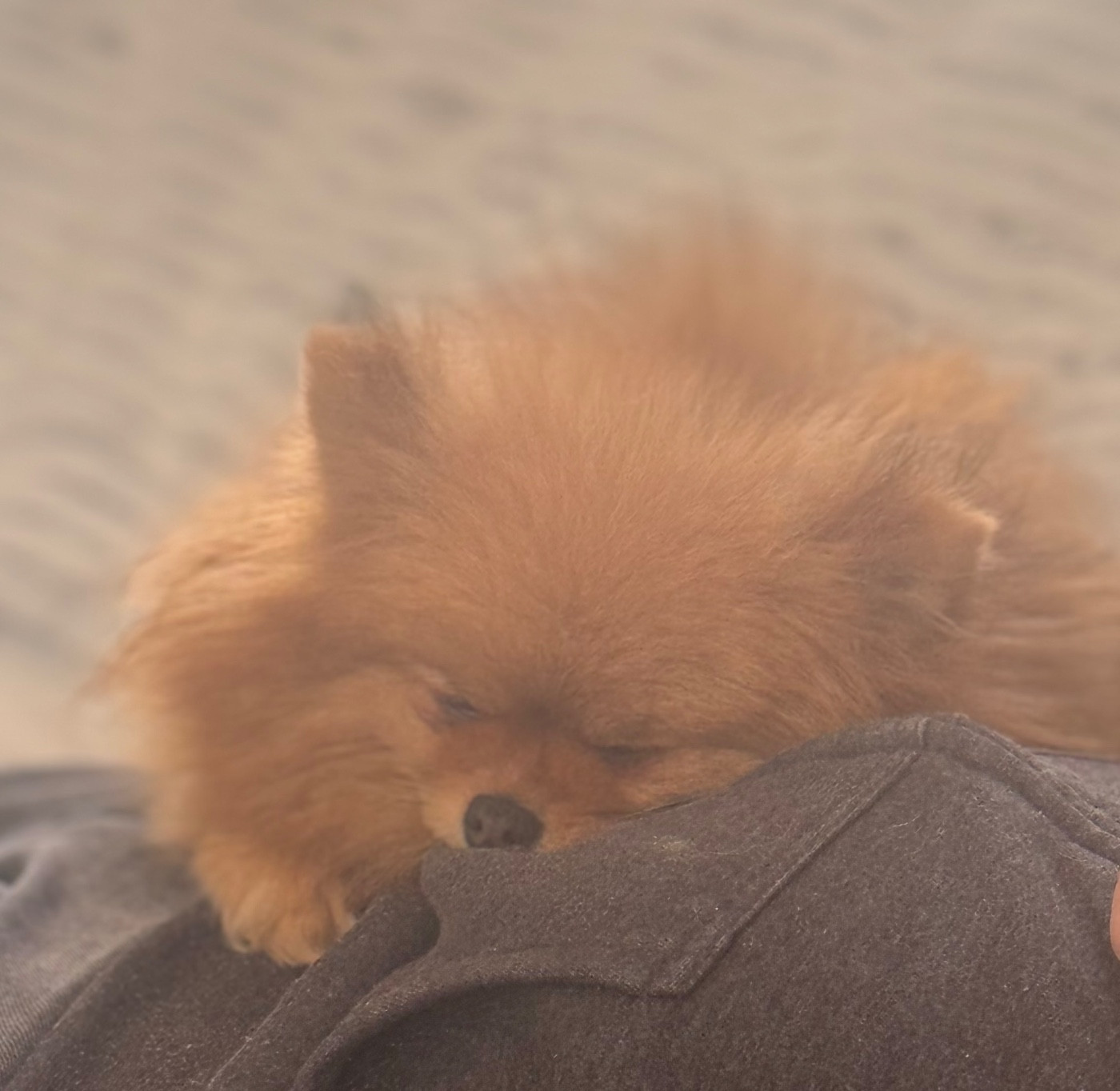 Pom of the gang diamanté