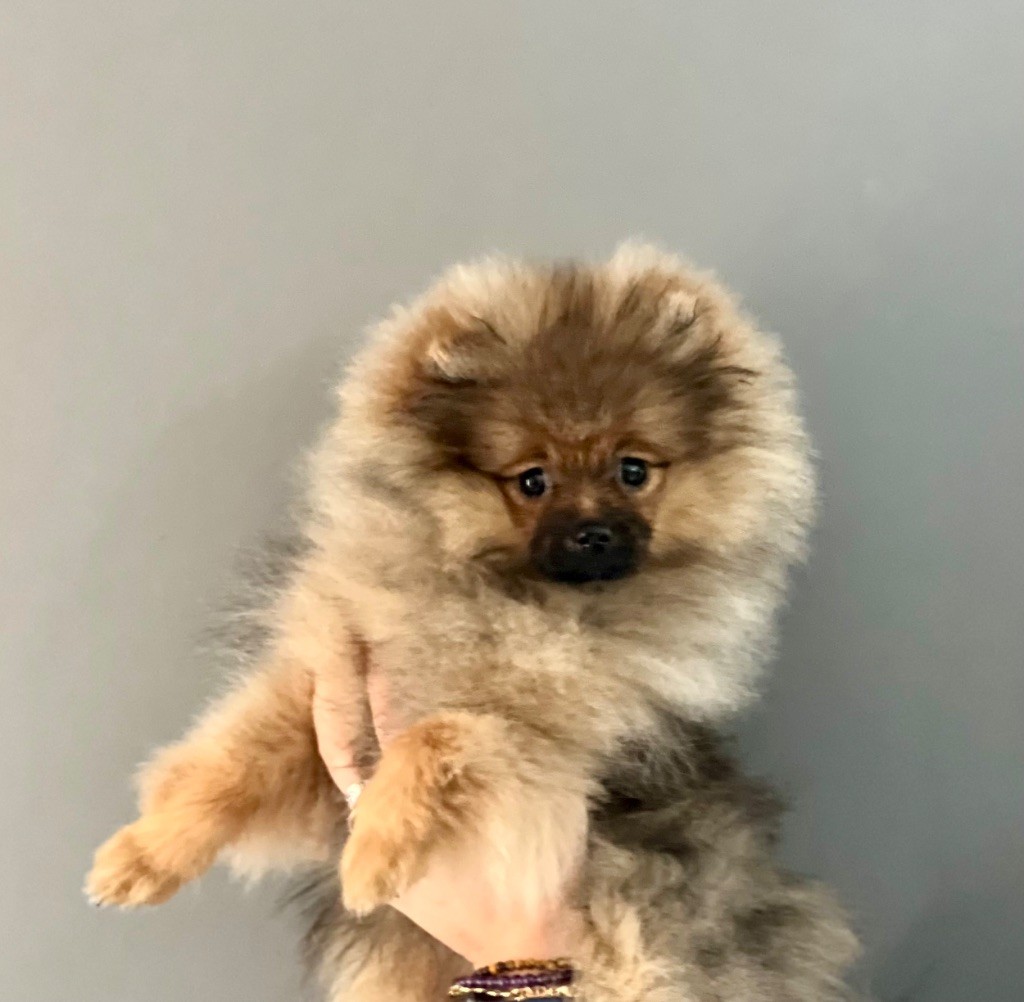 Chiot Spitz allemand Du Clan Des Poms Dores