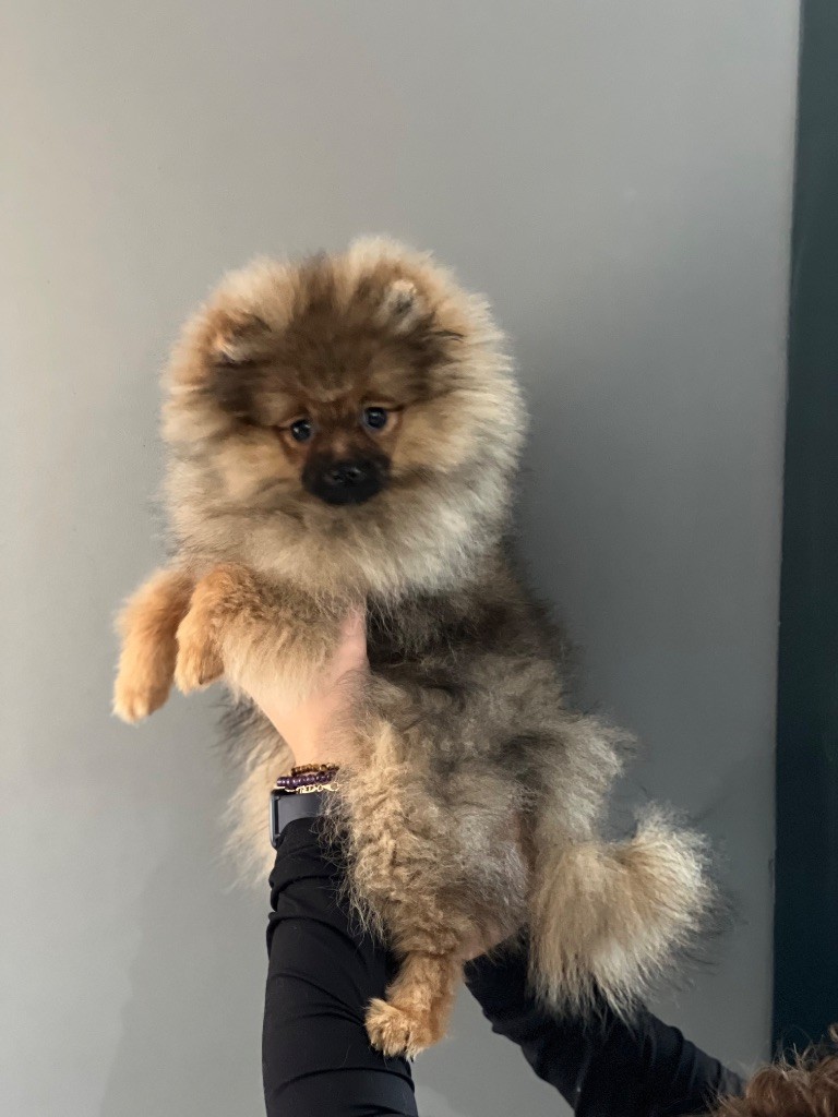 Du Clan Des Poms Dores - Chiots disponibles - Spitz allemand